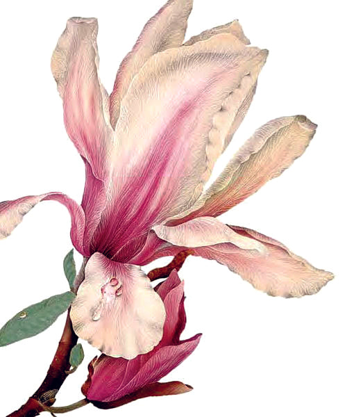 Kort, mini - Magnolia, rosa